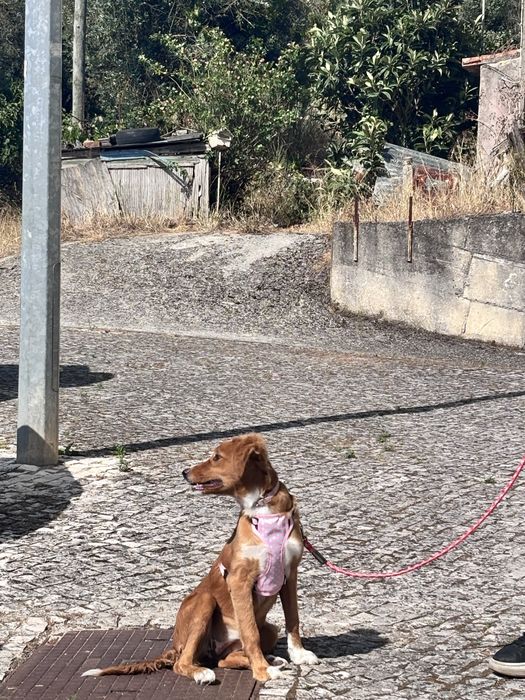 Cadela mestiça (    SRD ) de 5meses