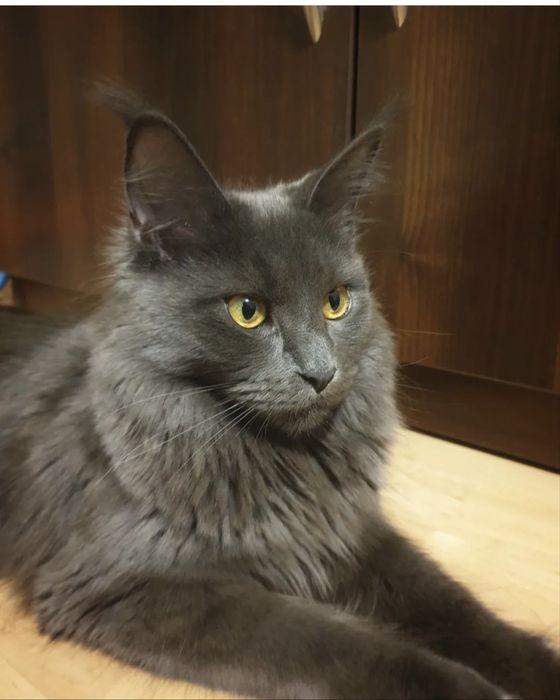 Мейн кун остання дівчика