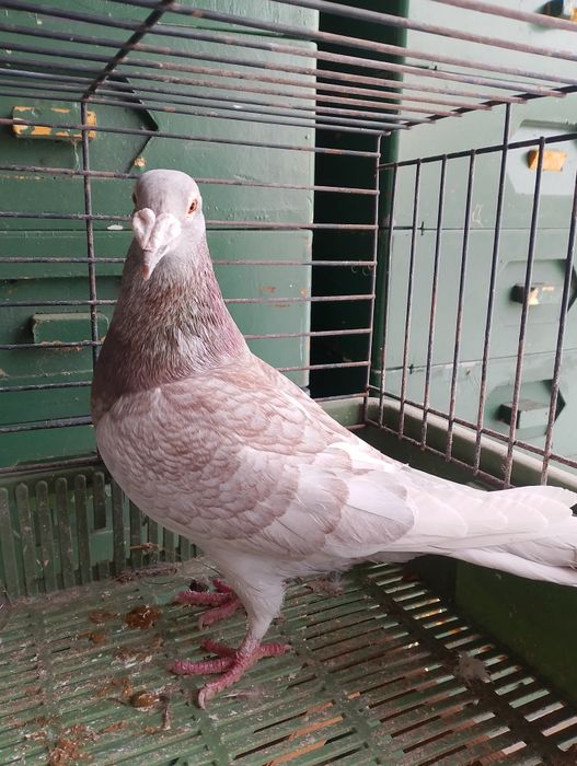 Sprzedam gołębie pocztowe para parzysta aaaa