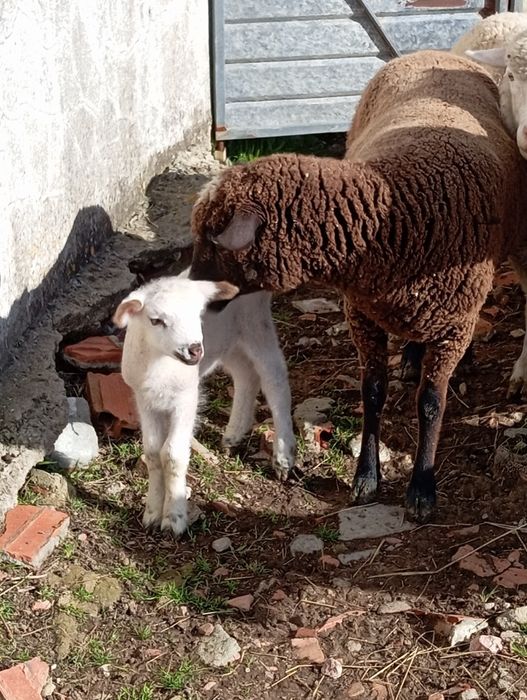 Vendo ovelha e  borrega