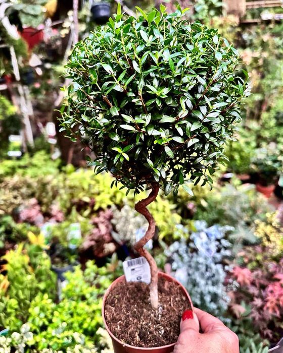 Мирт. Доставка по Україні.