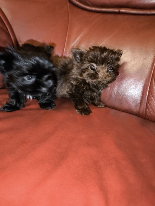 Продам мини мальчиков биро йорчики