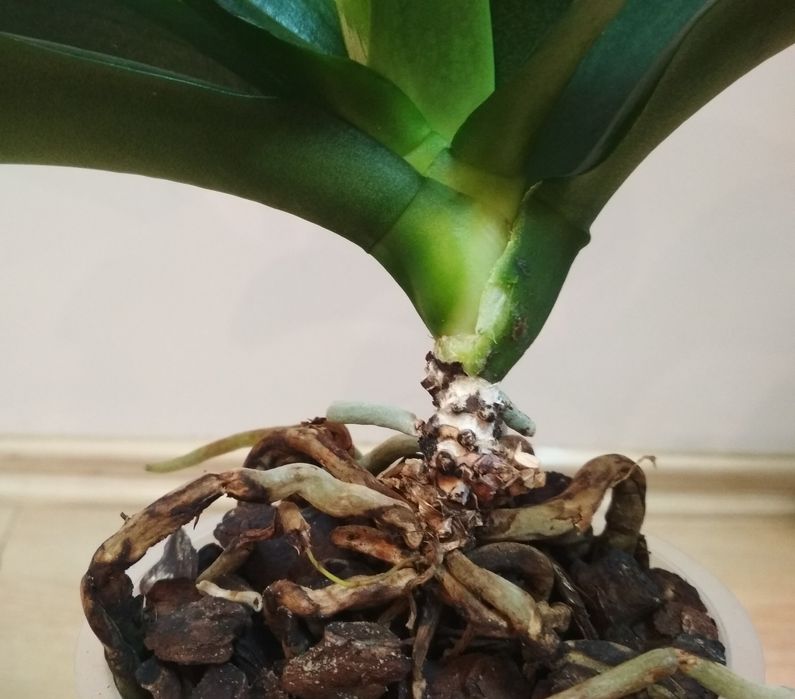 Орхидея фаленопсис