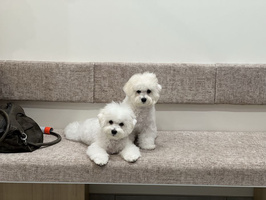 Бішон фрізе документи КСУ, FCI