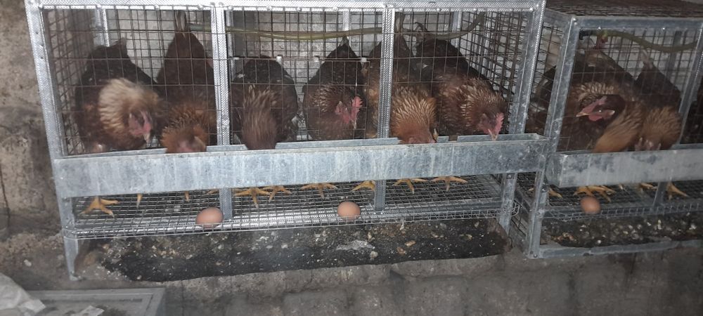 клетки для бройлеров и кур-несушек