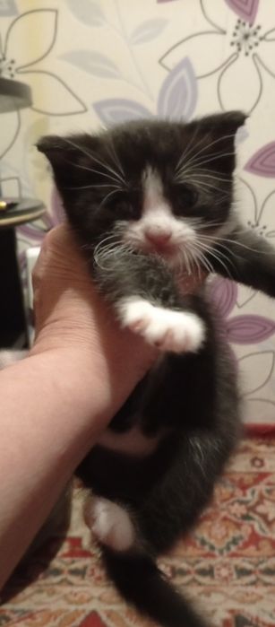 Малыш ищет дом,и семью