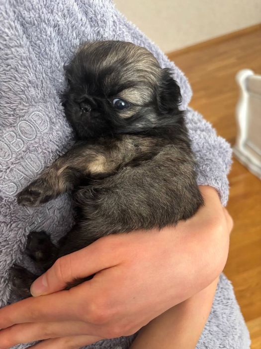 Милі песики Пекінеса