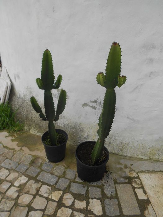 Cactos Candelabro Euphorbia grande 1 metro