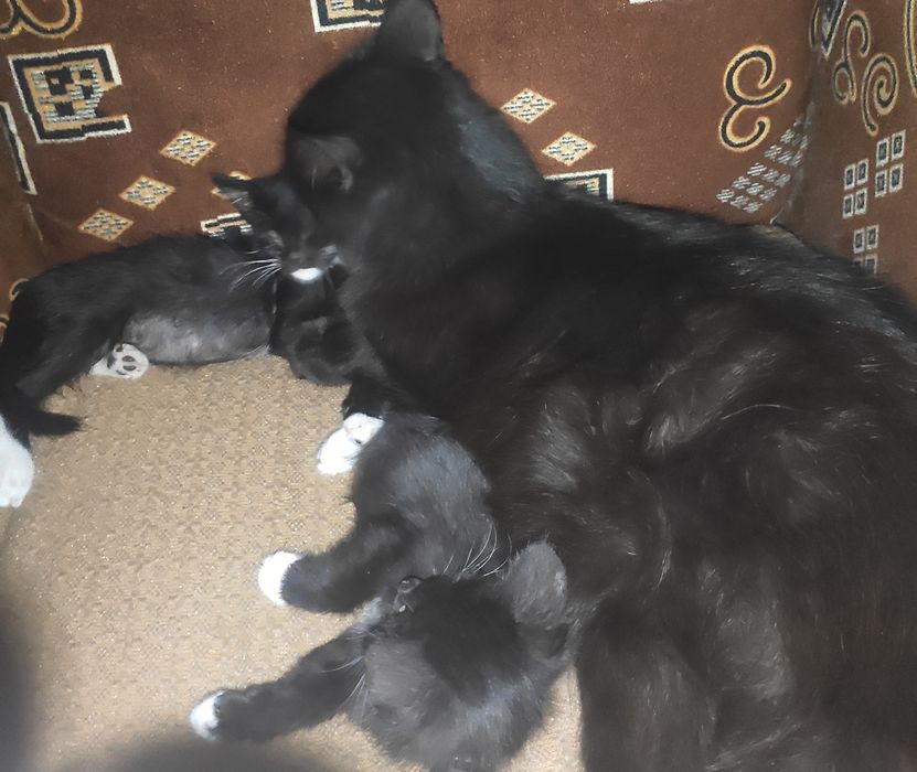 Ласковый котёнок  в добрые руки