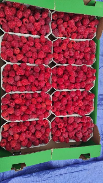 Sadzonki malin marawilla