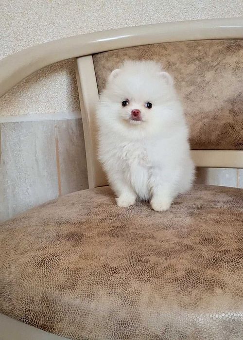 Міні дівчинка померашка