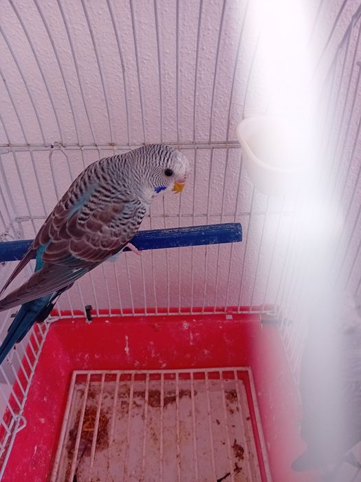 Para ceder  aves