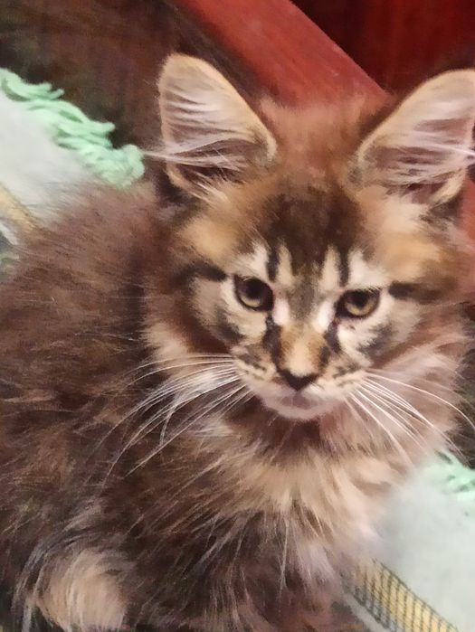 Малята мейн куни шукають родину.