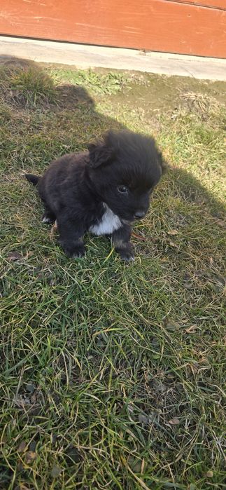 Oddam pieski w dobre ręce.