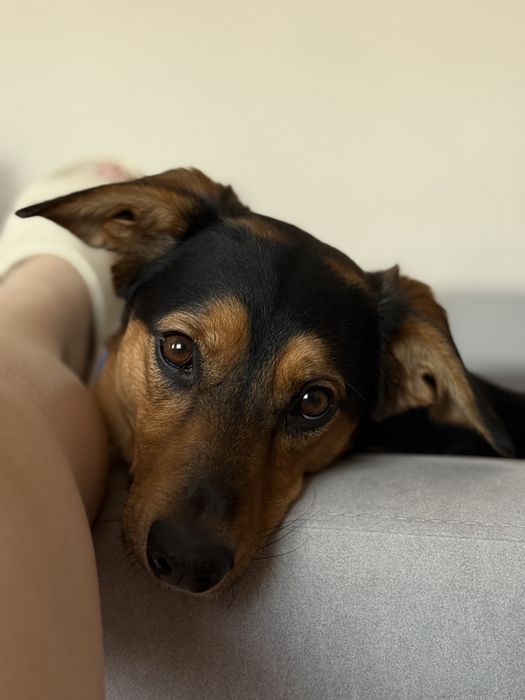 Lucky szuka nowego domku