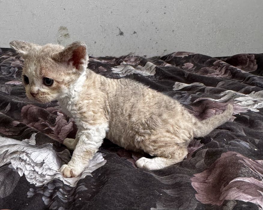 Irish Mist - urocza koteczka Devon Rex WCF