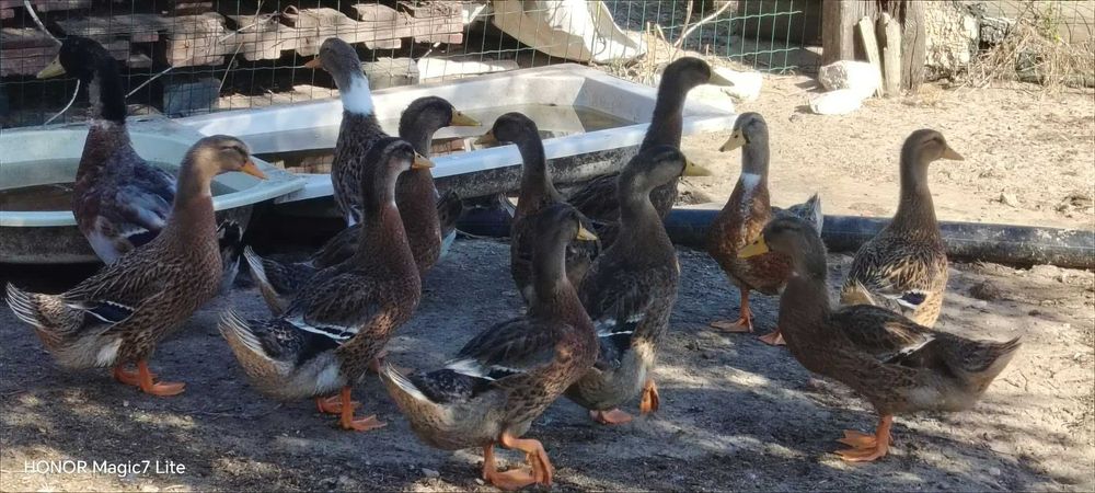 Patos rouen quase adultos