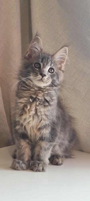 Gatinho Maine Coon