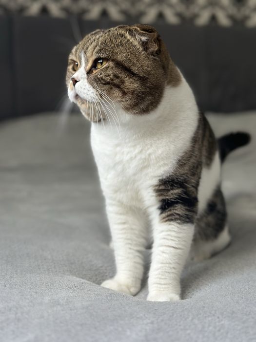 Вʼязка кіт чекає на наречену шотландський чистокровний