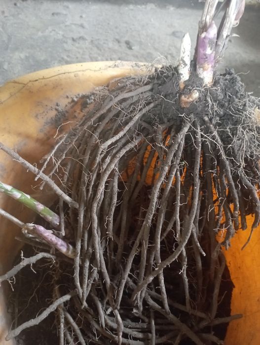 Саджанці спаржі сорт "Делікатесна"