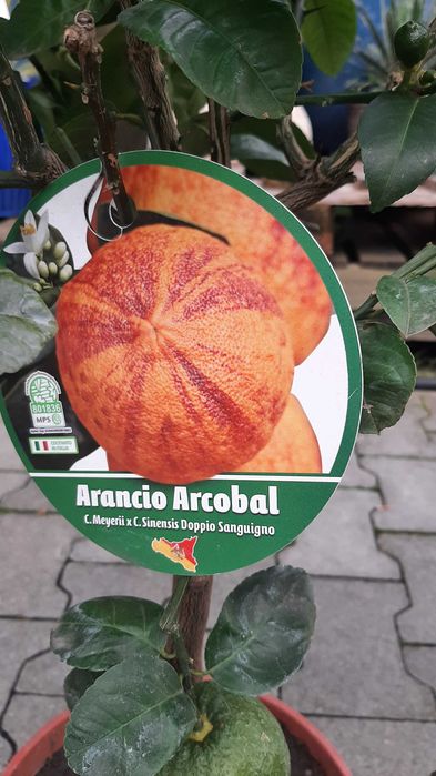 Pomarańcza krwista "Arcobal", duże drzewko XL, forma pienna