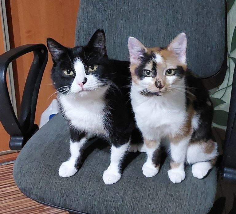 Trikolorka, 9 miesięczna koteńka do adopcji..wraz z mamą