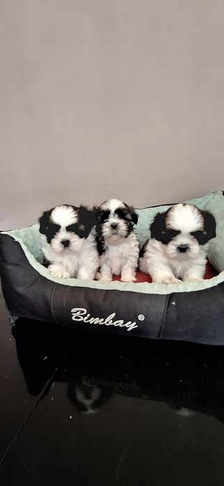 Shih Tzu suczki.