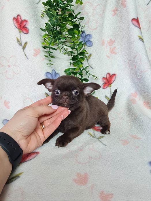 Excelente menina mini chihuahua/chiuaua linhagem Russa.Qualidd