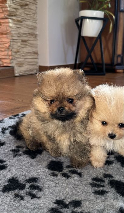 Piesek pomeranian orange typ misia