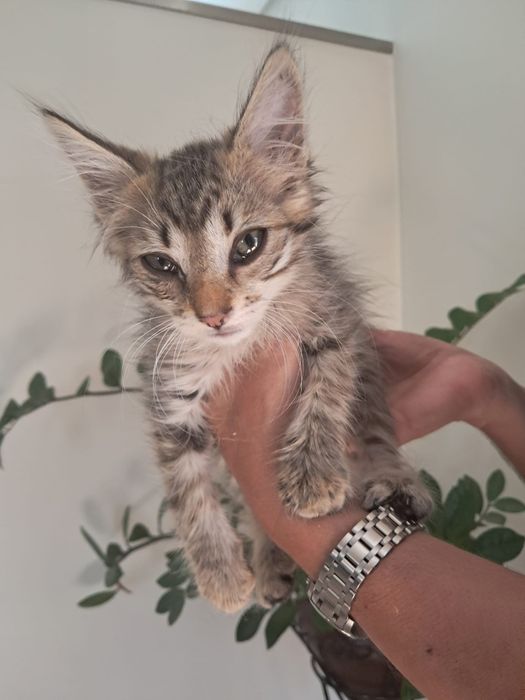 Gatinho tigrado peludinho