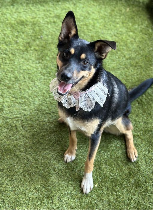 Собачка дівчинка стерилізована