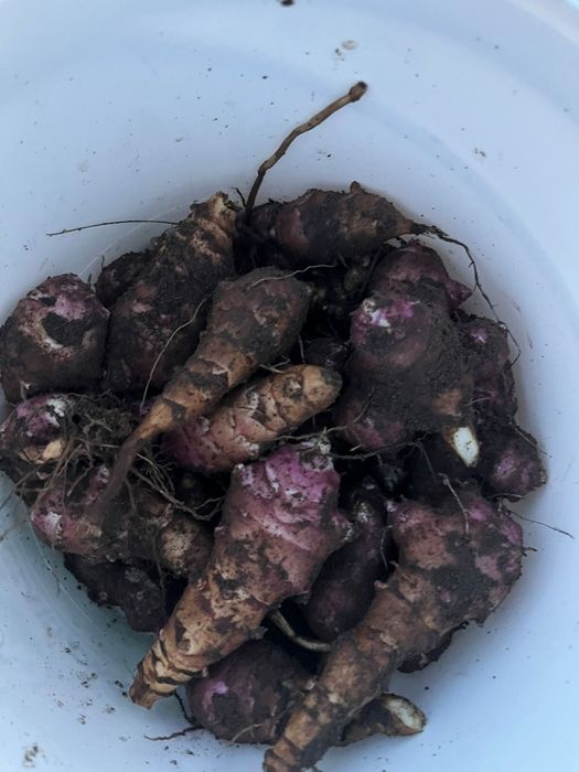 Topinambur Słonecznik bulwiasty inulina sadzonki do jedzenia kiszenia