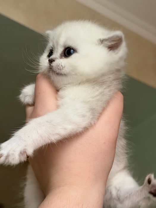 Срібна шиншила котики