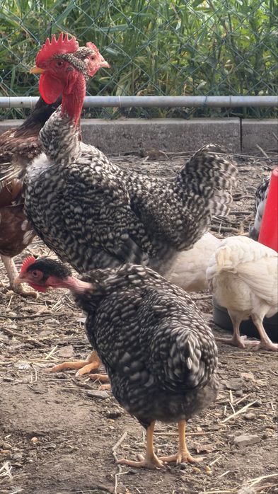 Ayam  Cemani Malines, Leghorn, Jersey, Cornish, La Bresse e Pedrês | Ovos, pintos e aves