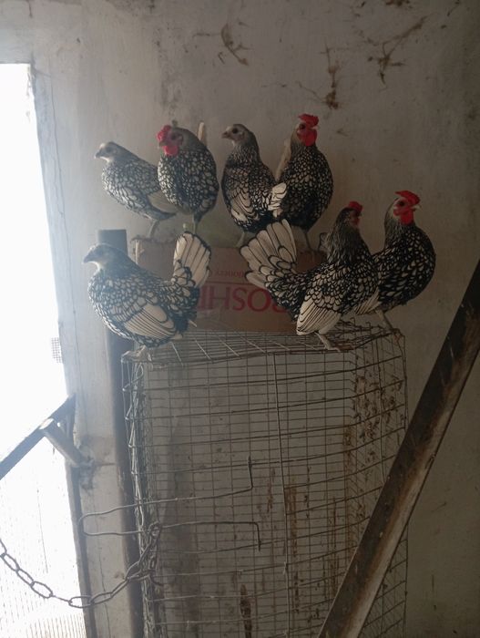 Кури породи сібрайт срібло.