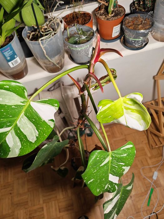 Filodendron White princess