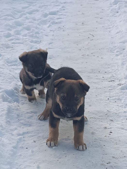 Віддам щенят у хороші руки. Веселі, активні, здорові