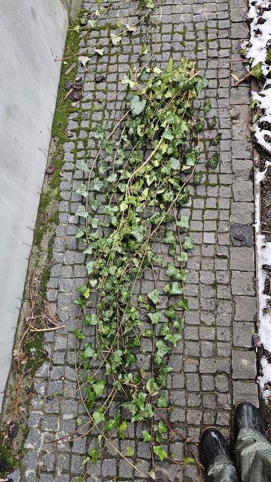 Гілки плюща, плющ на зріз