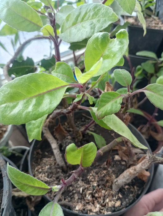 Джинура прокумбенс/шпинат довголіття