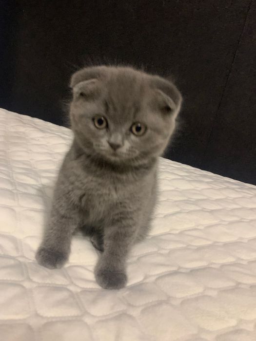 Шотландський гарний хлопчик