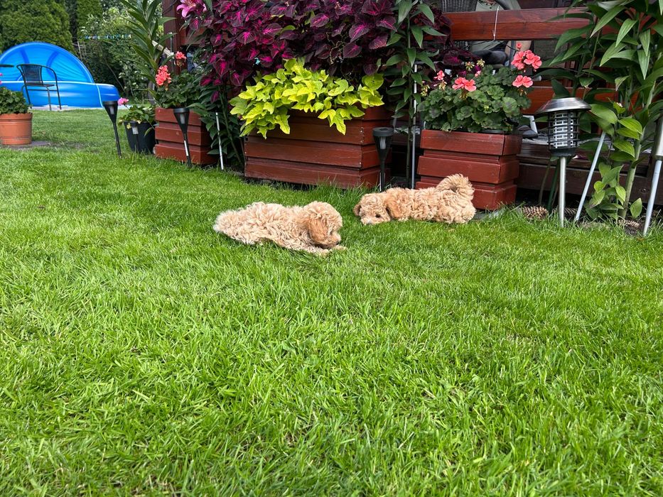 Maltipoo chlopiec