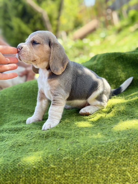 Бігль 10 цуциків з документами ксу