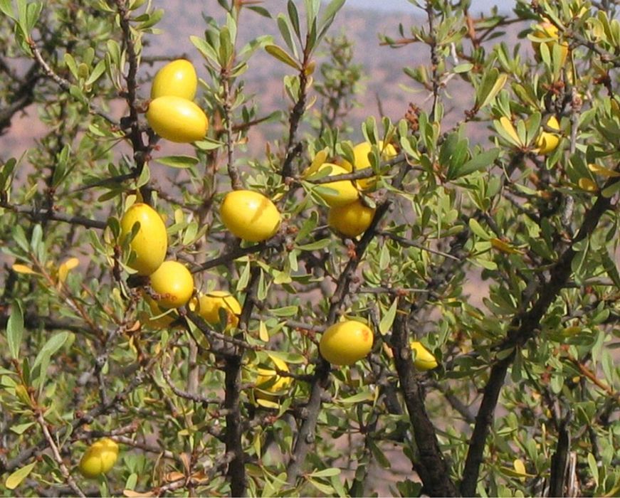 Árvore rara Argão Marrocos