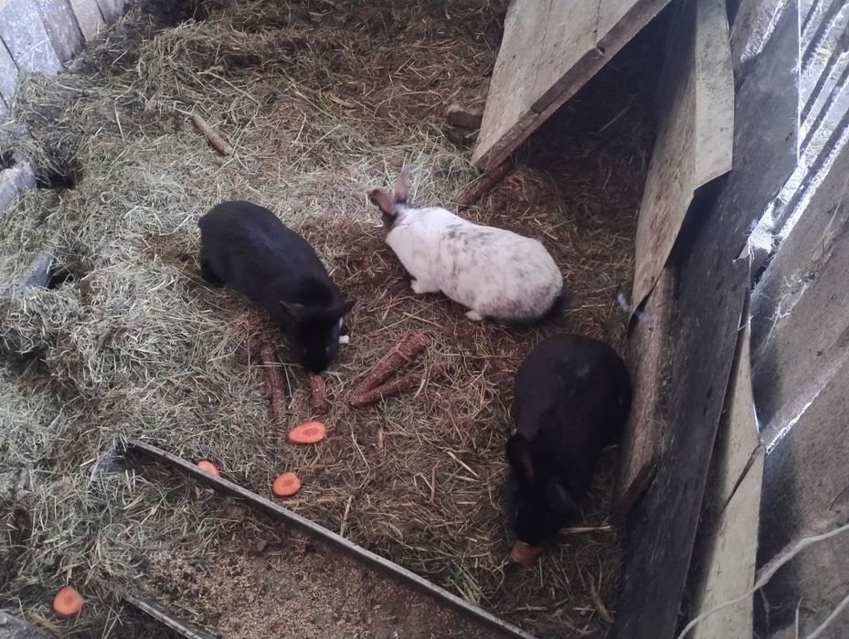 Sprzedam młode króliki