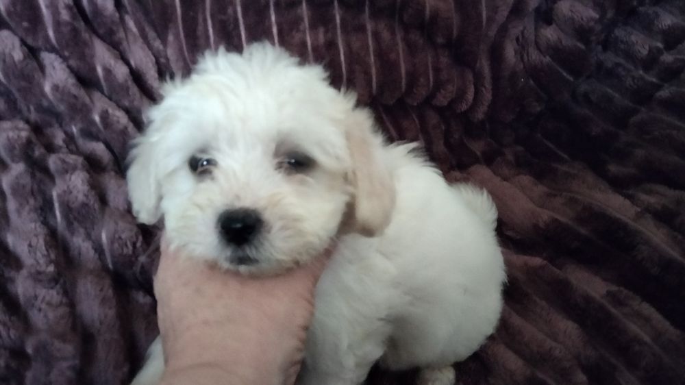 Мальтипу девочки и мальчик белые