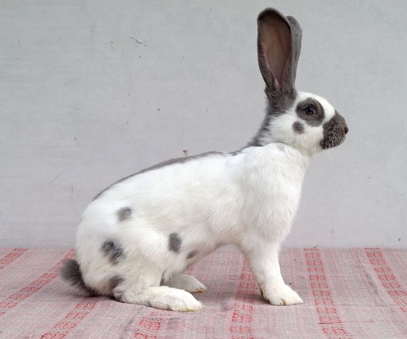 Німецький строкатий велетень