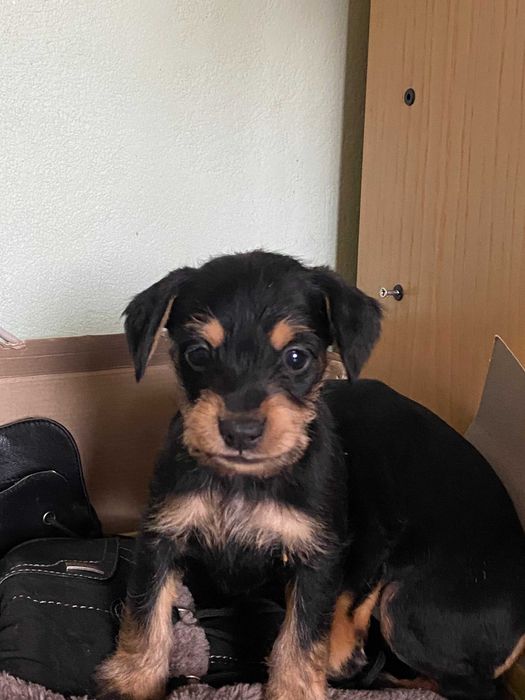 Ексклюзивні цуценята