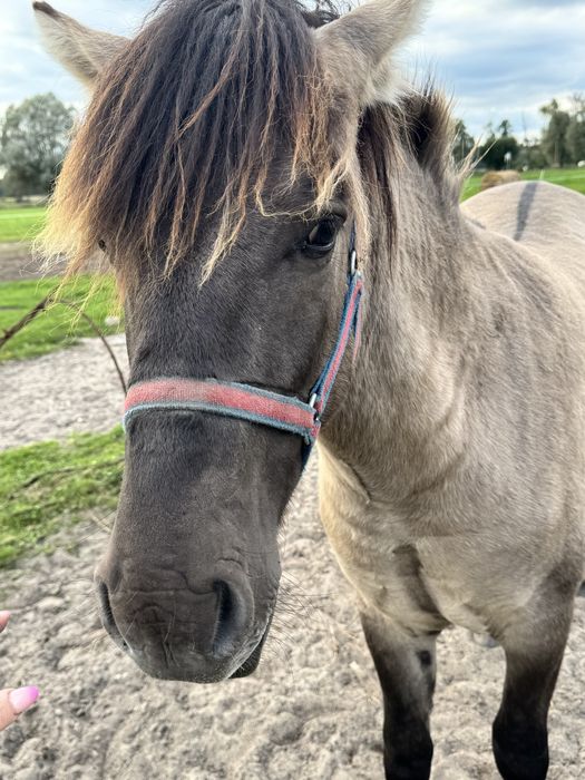 Kucyk konik polski ogier  koń