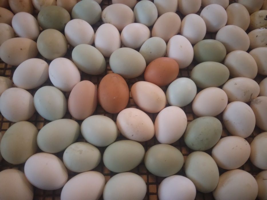 Nioski jajka lęgowe wysyłka