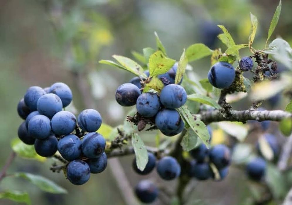 Tarnina tarka 8 kg owoce świeże zbiór Sudety/ Bieszczady